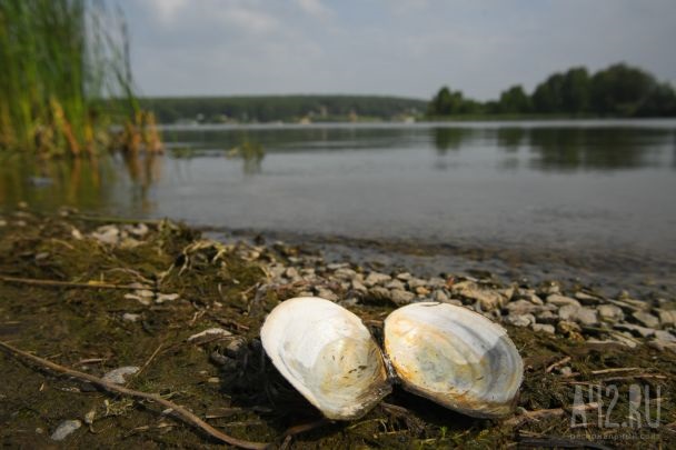 Море, не цвети: почему на Беловском тонут люди и разрастаются водоросли