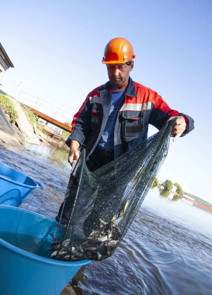 Мальки толстолобика и белого амура очистят водохранилище Приморской ГРЭС