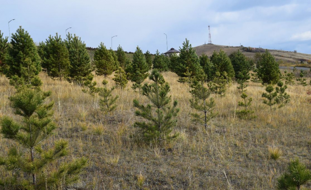 За шесть лет СГК в Абакане высадила больше 1000 деревьев