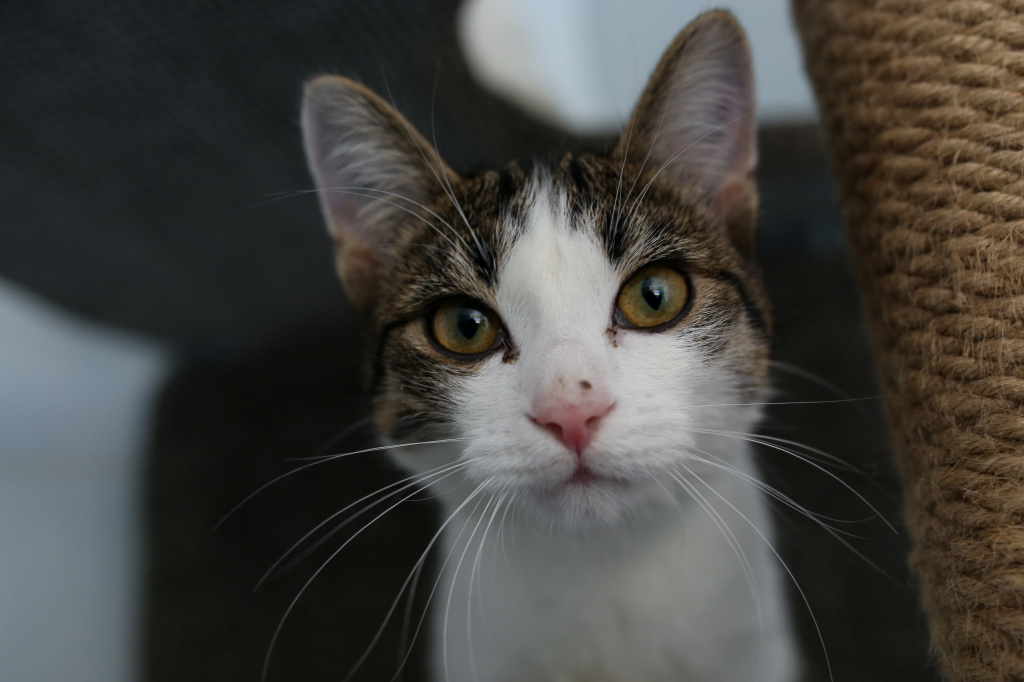 У кошек — не девять жизней. Проект «За живое» спас жизни подопечных группы «Сытый котик» в Бийске