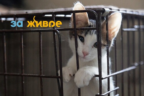 «Не стремимся пристроить любой ценой»: кто живет в приюте «Друг» в Красноярске