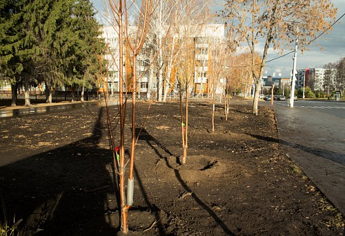 Маака в городе! СГК компенсировала вырубленные деревья в Кемерове экзотической черемухой  