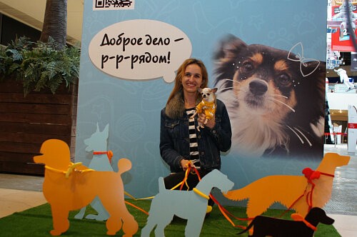 Доброе дело — рядом! В Новокузнецке прошло мероприятие в поддержку бездомных животных