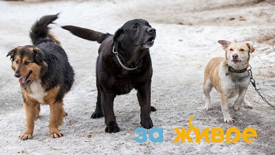 Про удачливых собак и надежных мужчин. В апреле «За живое» из Новокузнецка отправляется в Назарово
