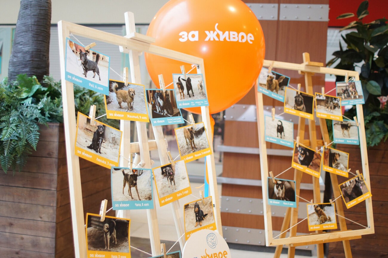 Доброе дело — рядом! В Новокузнецке прошло мероприятие в поддержку бездомных животных